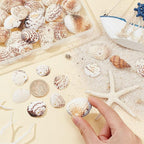 PH PandaHall 40~50pcs Tiny Scallop Sea Shells 24~29mm Ocean Beach Clam Craft - Image 8