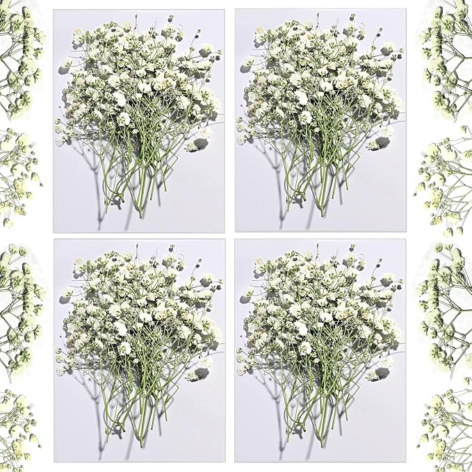 Dried Babys Breath White, Natural Pressed Flowers by CONVELIFE