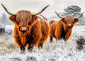 Lxmsja Highland Cows Diamond Art Kits by Lxmsja