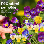 70 Pcs 8 Kinds Natural Dried Pressed Edible Flowers - Image 2