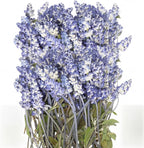 Wavwavw 50 Pcs Pressed Dried Lavender Flowers Stems Natural Preserved Real by Wavwavw