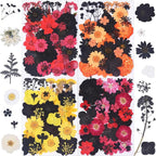 154Pcs Black Dried Pressed Flowers by Unknown