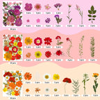 207 Pcs Dried Pressed Flowers for Crafts, Dried Pressed Flowers for Resin - Image 3