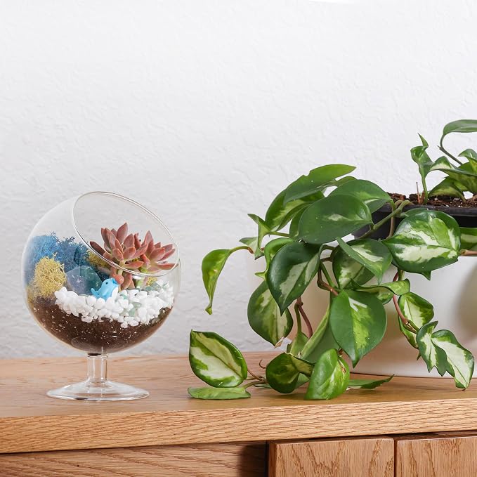 Creations by Nathalie DIY 6" Chalice Terrarium Kit Build Your Own Glass - Image 6
