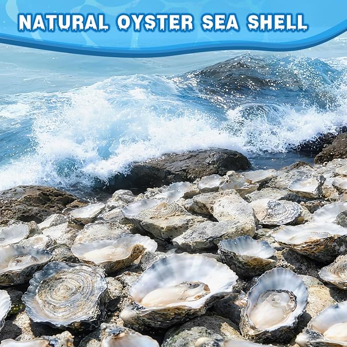 30Pcs 4"-5" Concave Oyster Shells - Image 7