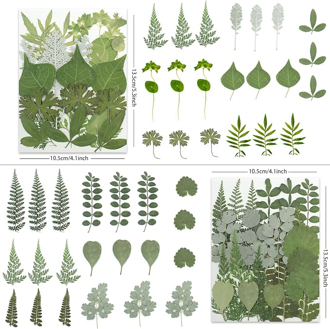LUXEEASE 84P Earthy Green Dried Pressed Leaves | Fern eucalyptus leaves - Image 3