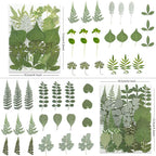 LUXEEASE 84P Earthy Green Dried Pressed Leaves | Fern eucalyptus leaves - Image 3