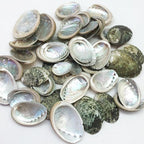 PEPPERLONELY 50 PC Small Natural Green Baby Abalone Sea Shells - Image 2