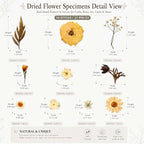 LUXEEASE 100P Vintage Warm Tone Dried Pressed Flowers | Cream caramel yellow - Image 9