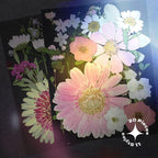 White Dried Pressed Flowers - Image 3