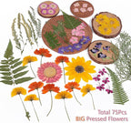 12“ Large Bulk Summer Dried Pressed Flowers - Image 3