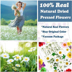 86Pcs White Pressed Dried Flowers Real Natural Leave - Image 2