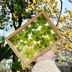 48 Pcs Mix Natural Dried Pressed 4 Leaf Clover - Image 4