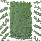 120Pcs Pressed Dried Eucalyptus Leaves by Glicrili