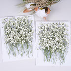 100Pcs White Babys Breath Dried Pressed Flowers - Image 6