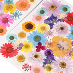 80PCS Multicolor Pressed Dried Flowers Dry Leaves | - Image 4