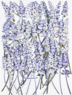 50Pcs Lavender Dried Pressed Flowers by Unknown