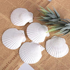 PPCLION 30 PCS 2.5-3 Inch Natural White Scallop Shells Sea Shells - Image 4