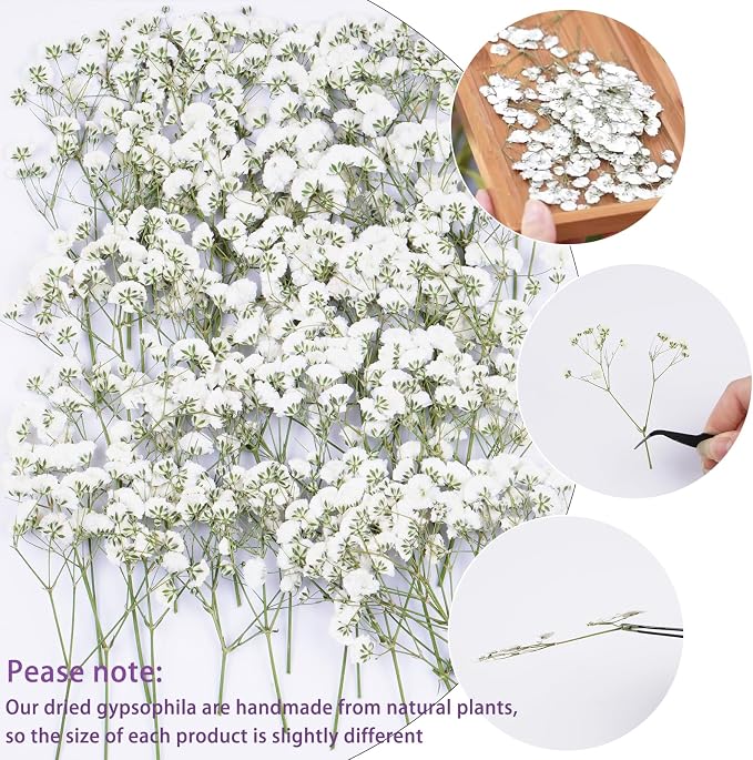 100Pcs White Babys Breath Dried Pressed Flowers - Image 3