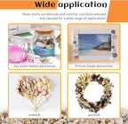 WEOXPR 200 Pcs Sea Shells Bulk Mixed Ocean Beach Seashells - Image 6
