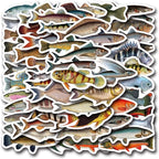 57Pcs Deep Sea Fish Stickers Waterproof Vinyl, Ocean Deepwater Fish Decals - Image 7