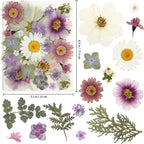 40PCS Real Nature Dried Pressed Flowers - Image 2