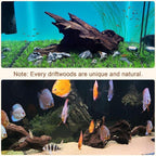 LYPHARD AQUARIUMS Natural Driftwood - Image 3
