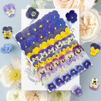 48 Pcs Real Natural Viola Pansy Dried Pressed Flowers - Image 6