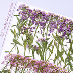 48 Pcs Mix Natural Dried Pressed Flowers - Image 3