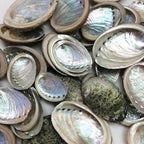 PEPPERLONELY 50 PC Small Natural Green Baby Abalone Sea Shells by PEPPERLONELY