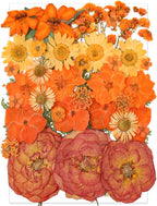 14 Types 37pcs Orange Dried Pressed Flowers by YouthBro