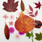 Woohome 91 PCS Natural Dried Pressed Flowers and Leaves - Image 7