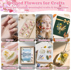 630 Pcs Dried Pressed Flowers - Image 5