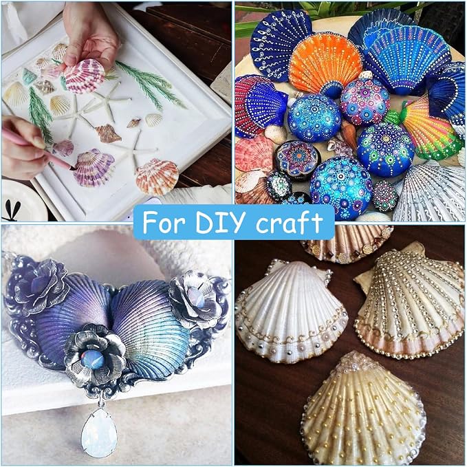 Jangostor 16 PCS Scallop Shells Natural Seashell, Fish Tank and Vase Filler - Image 7