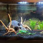 3 Pcs Natural Spiderwood for Aquarium, Aquarium Driftwood Freshwater 10-12 Inch - Image 3