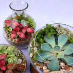 10LB Aquarium Gravel, 1/4" Pea Gravel - Image 5