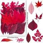 Red Dried Pressed Leaf Leaves, YouthBro 30PCS Real Nature Plant Herbarium Set - Image 2