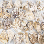 QEQEKAKA 30PCS Oyster Shells Flat & Concave 3"-4" Medium Oyster Shells - Image 6