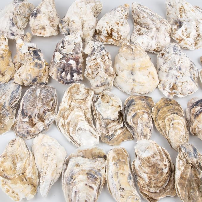 QEQEKAKA 30PCS Oyster Shells Flat & Concave 4"-5" Large Oyster Shells - Image 7
