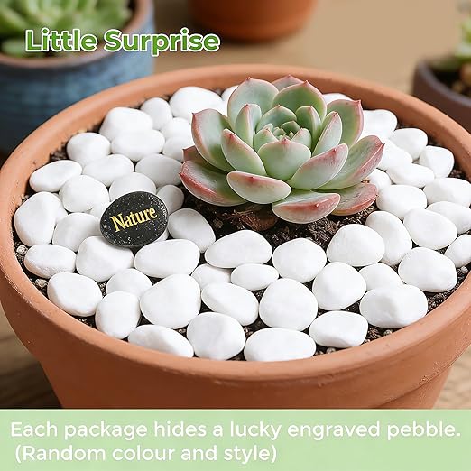 SIDONG 10 LB White River Rocks, 0.4-1.2 Inches Matte Pebbles - Image 2