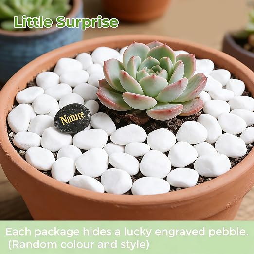 SIDONG 20 LB White River Rocks, 0.4-1.2 Inches Matte Pebbles - Image 2