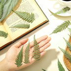 Fabbay 200 Pcs Pressed Dried Flowers Leaves Real Natural Ferns Dried Leaves - Image 2