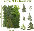 48 Pcs Mix Natural Dried Pressed Ferns - Image 2