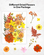 Dried Flowers, Resiners 100Pcs Pressed Flowers - Image 2