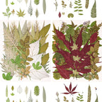 100 PCS Real Pressed Dried Leaves - Image 2