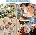 VMEECARL 10Pcs 4"-5" Large Scallop Shells - Image 5