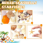 WEOXPR Mixed Sea Shells, 80+ Pcs Beach Seashells Starfish, Various Sizes Ocean - Image 3