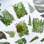 136Pcs Pressed Dried Leaves and Butterfly - Image 3