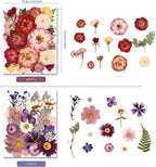 150PCS Pressed Dried Flowers Dry Leaves - Image 4