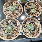 5LB Decorative River Rocks Gravel - Image 6
